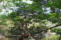 Syzygium malaccense